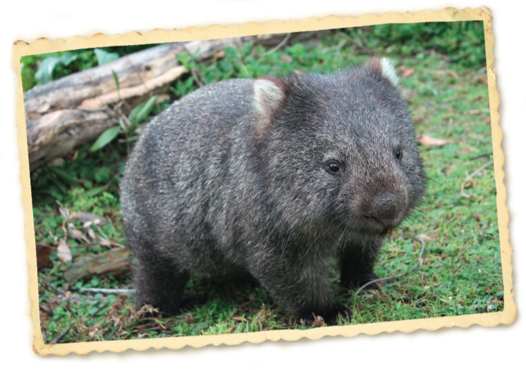 wombaty